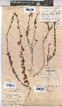Hermannia angularis image