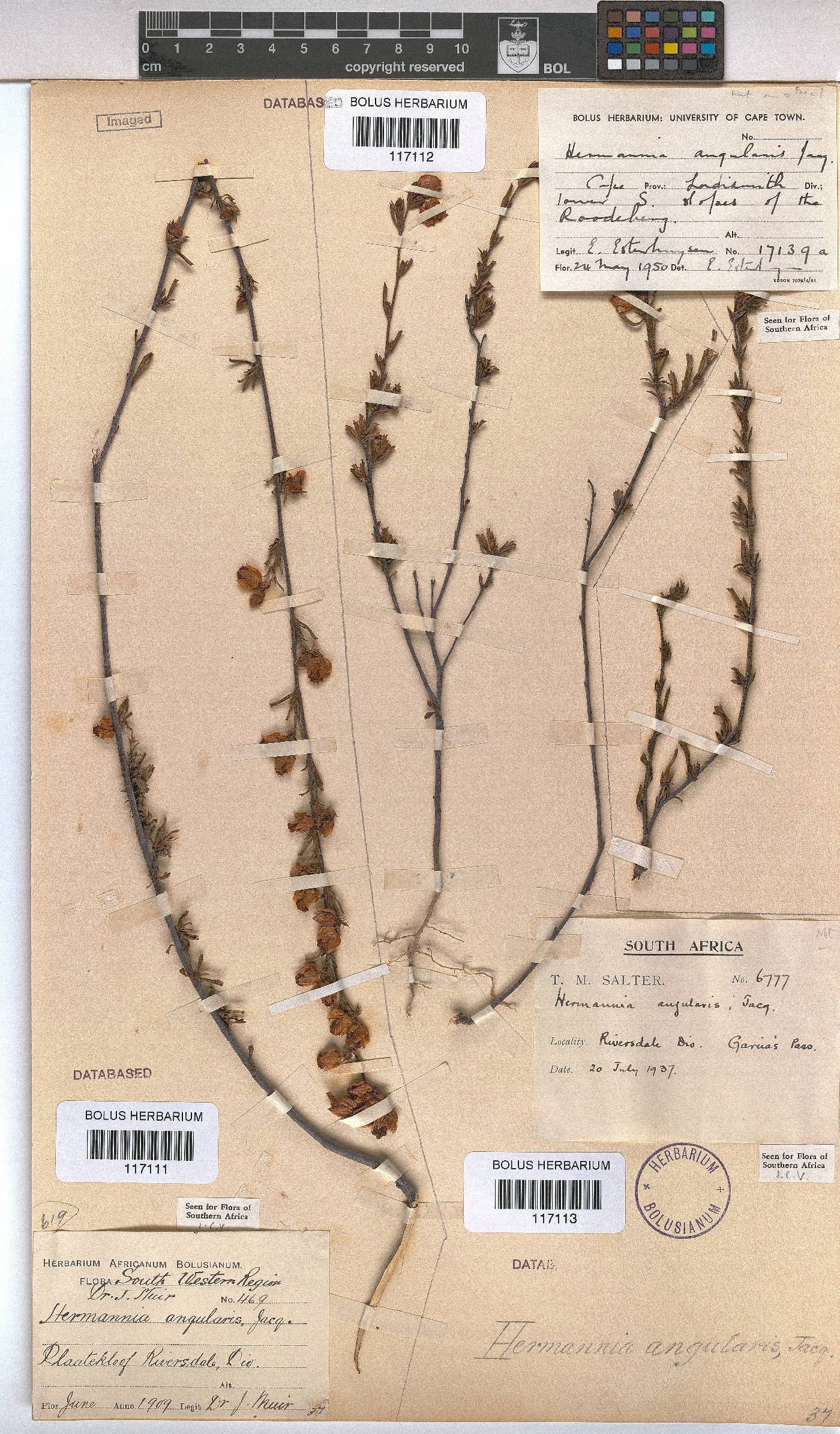 Hermannia angularis image