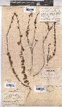 Hermannia angularis image