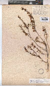 Hermannia angularis image