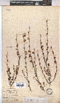 Hermannia angularis image