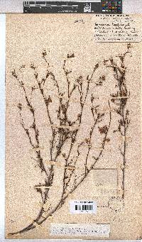 Hermannia angularis image