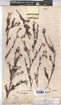 Hermannia angularis image