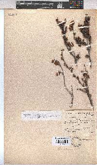 Hermannia angularis image