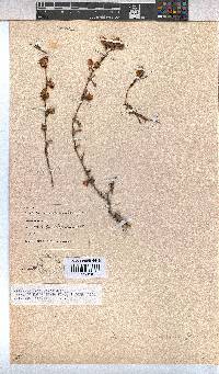 Hermannia angularis image