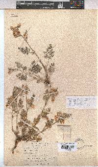 Hermannia abrotanoides image