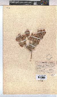 Hermannia abrotanoides image