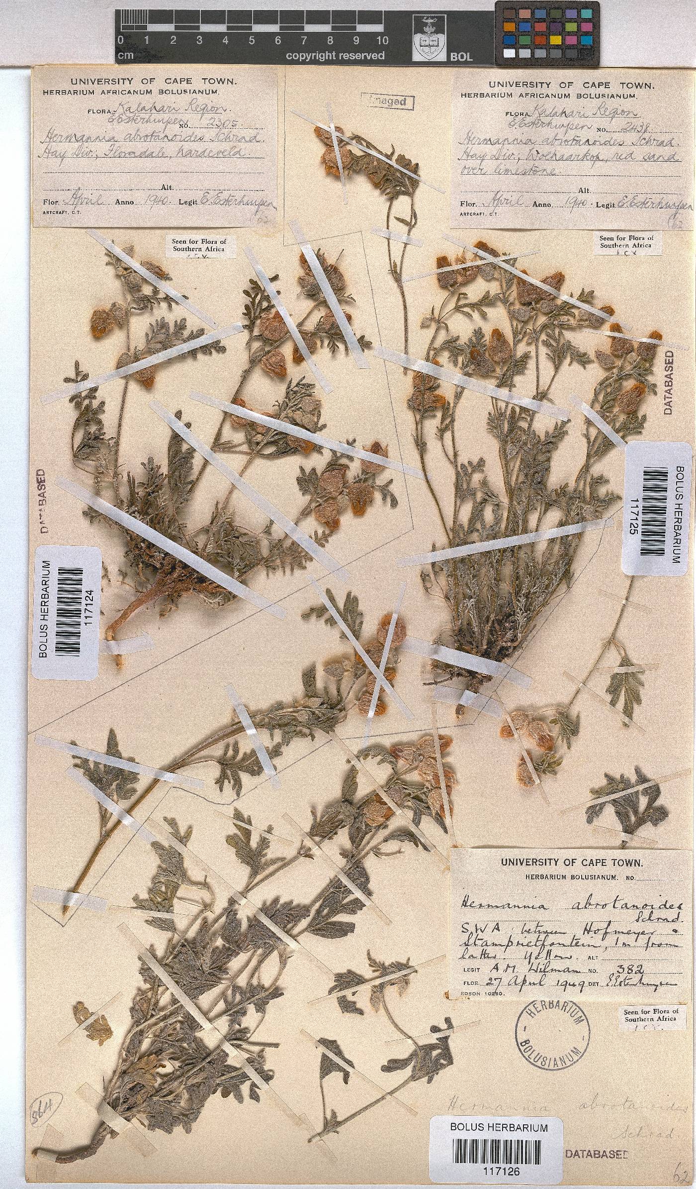 Hermannia abrotanoides image