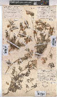 Hermannia abrotanoides image