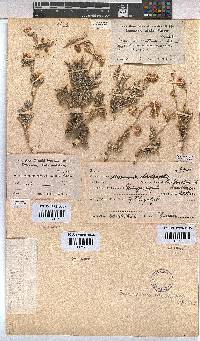 Hermannia abrotanoides image