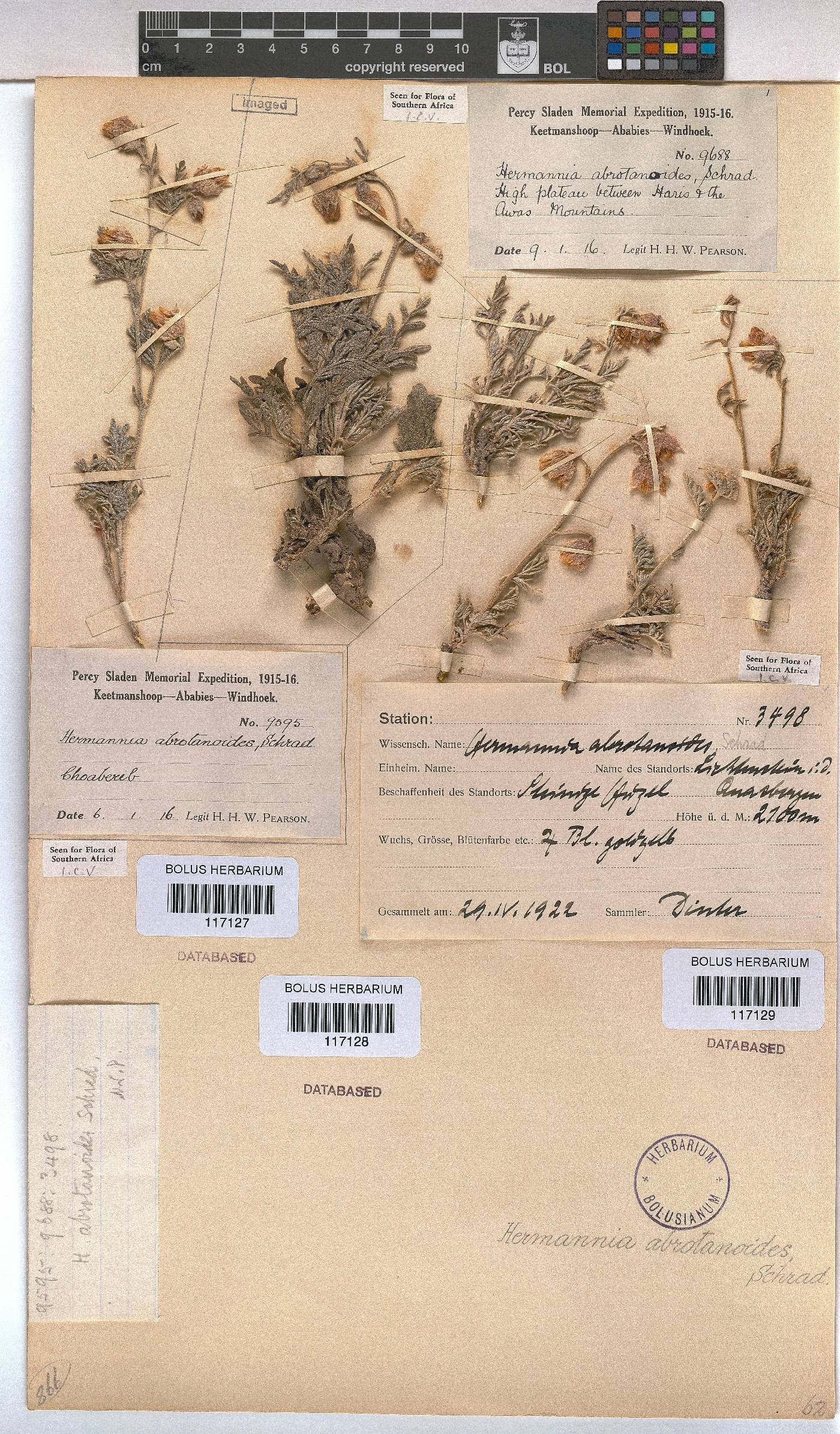 Hermannia abrotanoides image