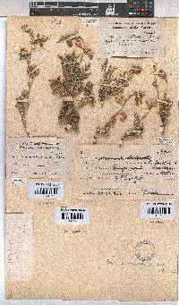Hermannia abrotanoides image