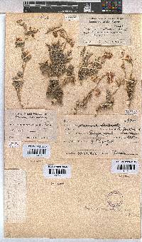 Hermannia abrotanoides image