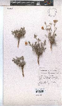 Hermannia abrotanoides image