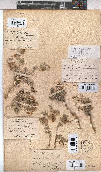Hermannia abrotanoides image