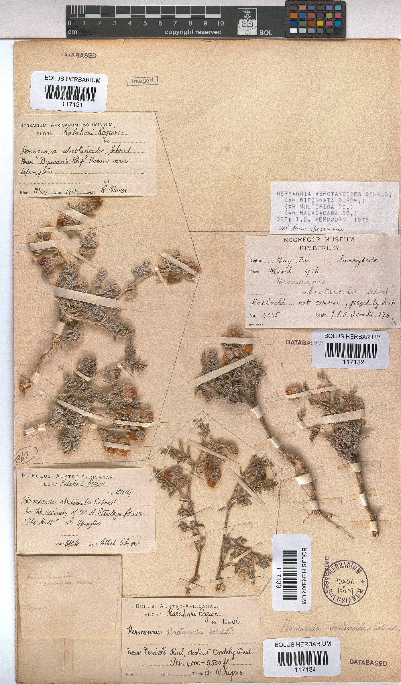 Hermannia abrotanoides image