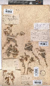 Hermannia abrotanoides image