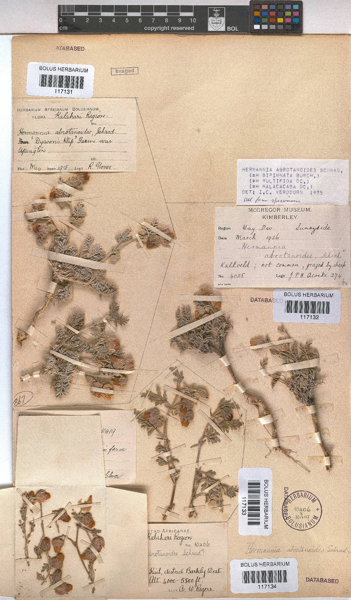 Hermannia abrotanoides image