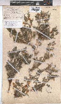 Hermannia abrotanoides image