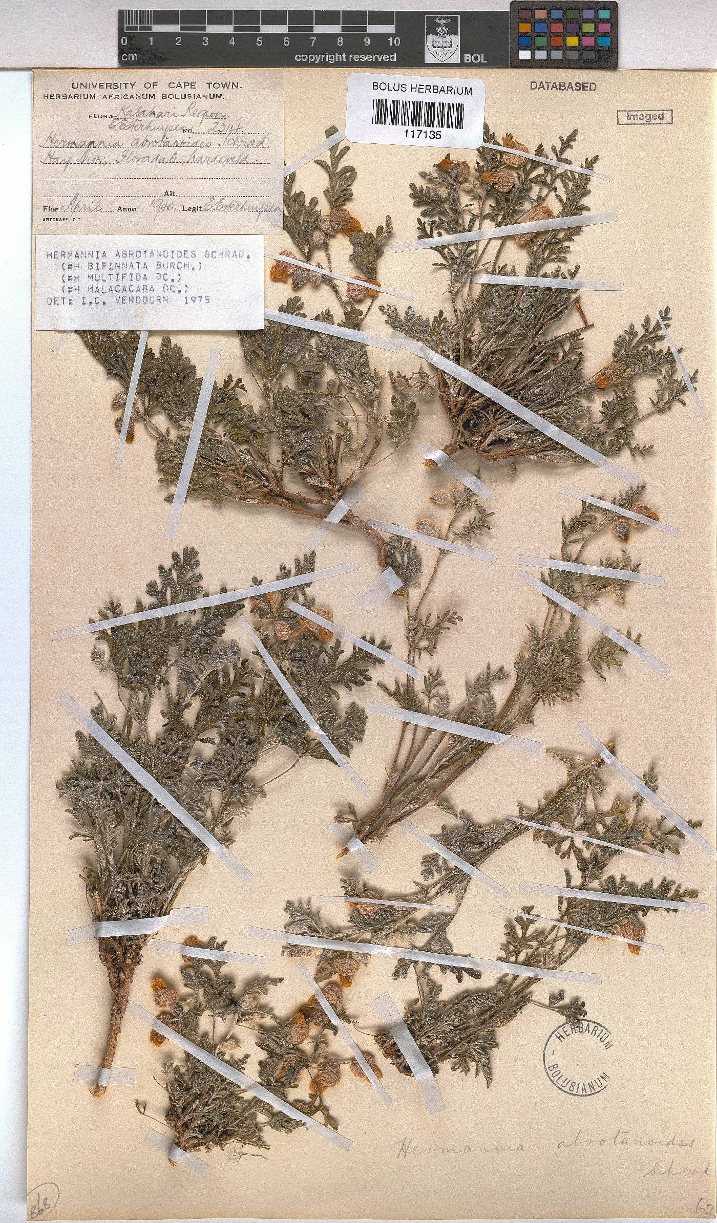 Hermannia abrotanoides image