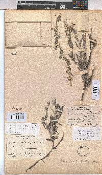 Hermannia pulverata image