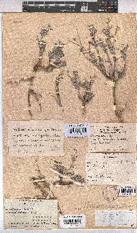 Hermannia pulverata image