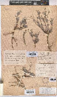 Hermannia pulverata image