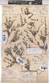 Hermannia pulverata image