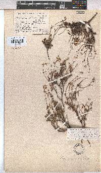 Hermannia muricata image