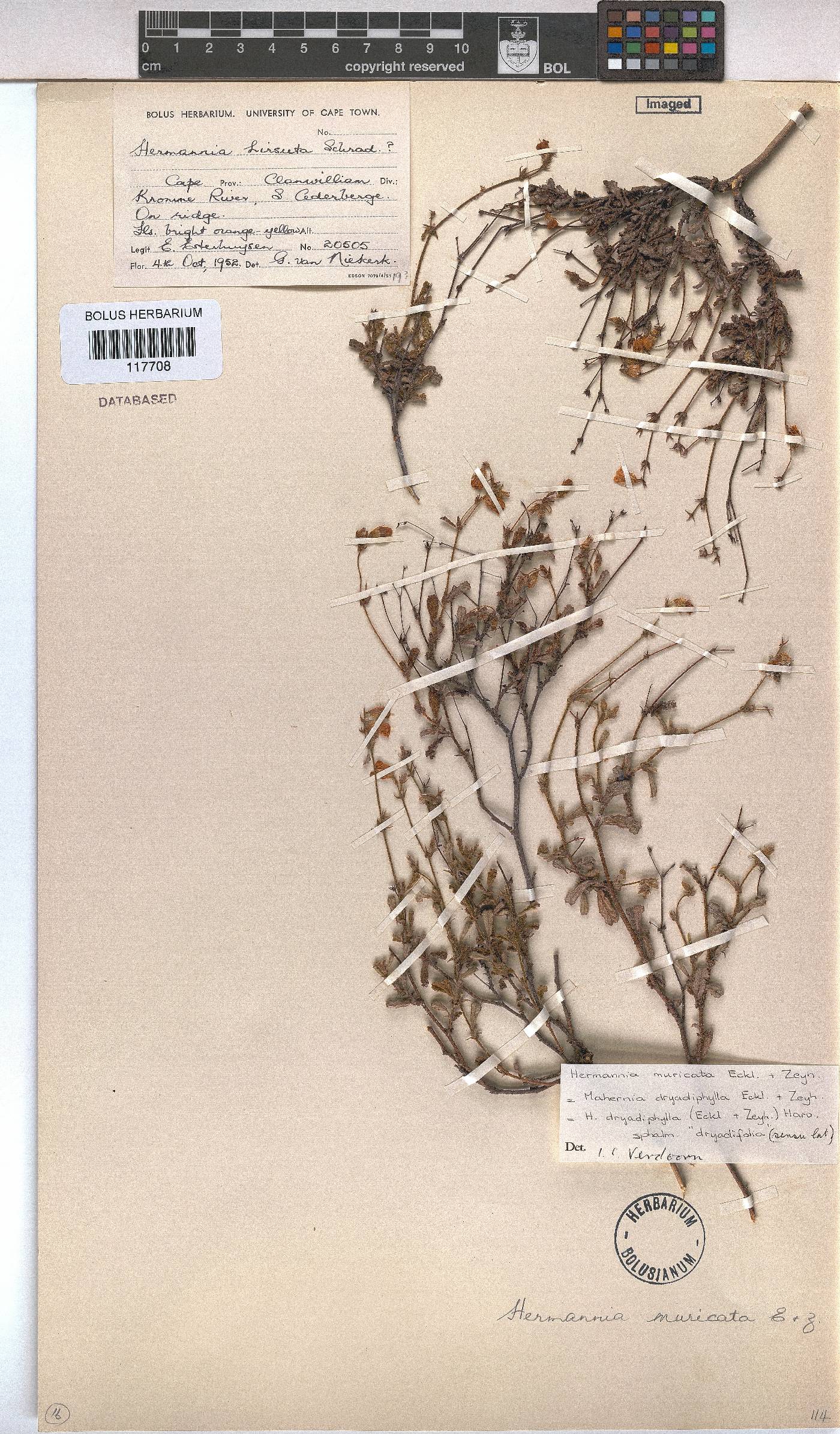 Hermannia muricata image