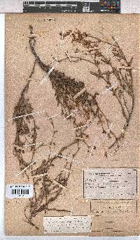 Hermannia muricata image