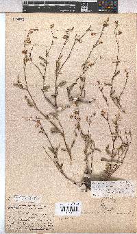 Hermannia muricata image