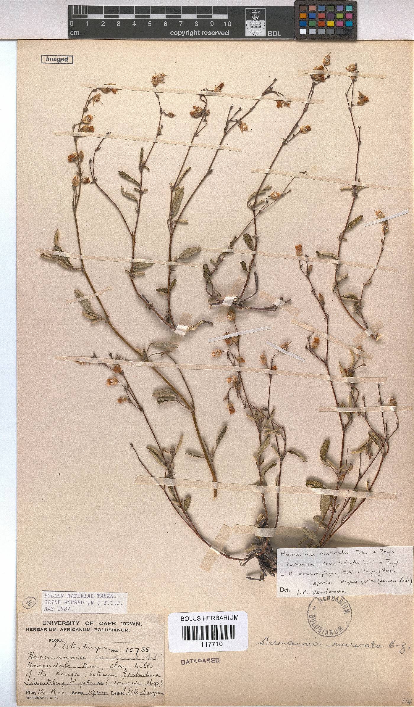 Hermannia muricata image