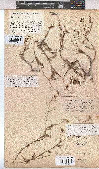 Hermannia muricata image