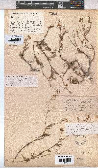 Hermannia muricata image