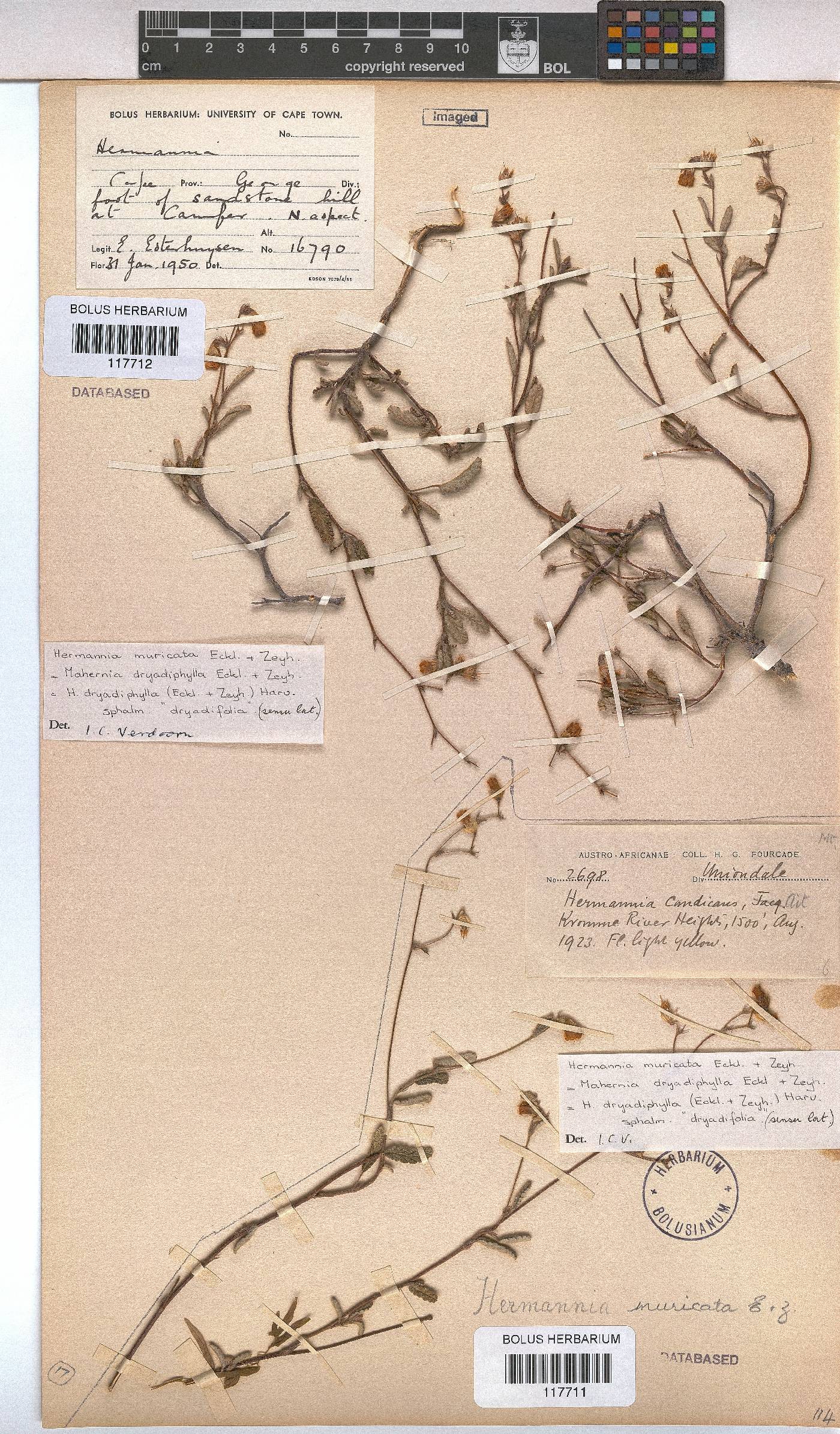 Hermannia muricata image