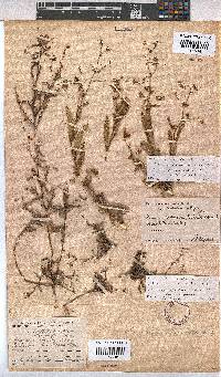 Hermannia muricata image