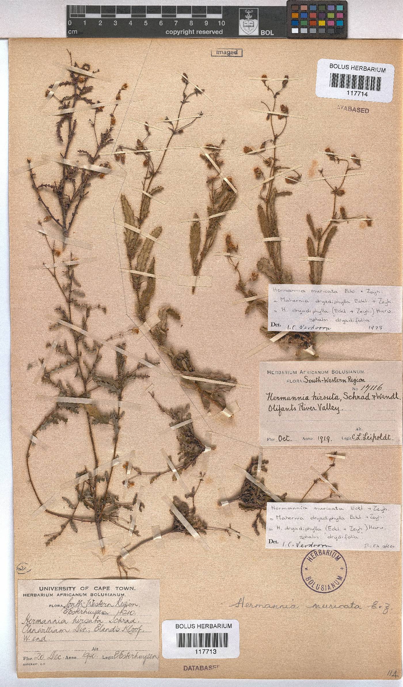 Hermannia muricata image