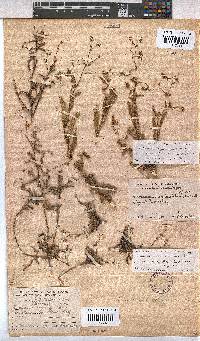 Hermannia muricata image