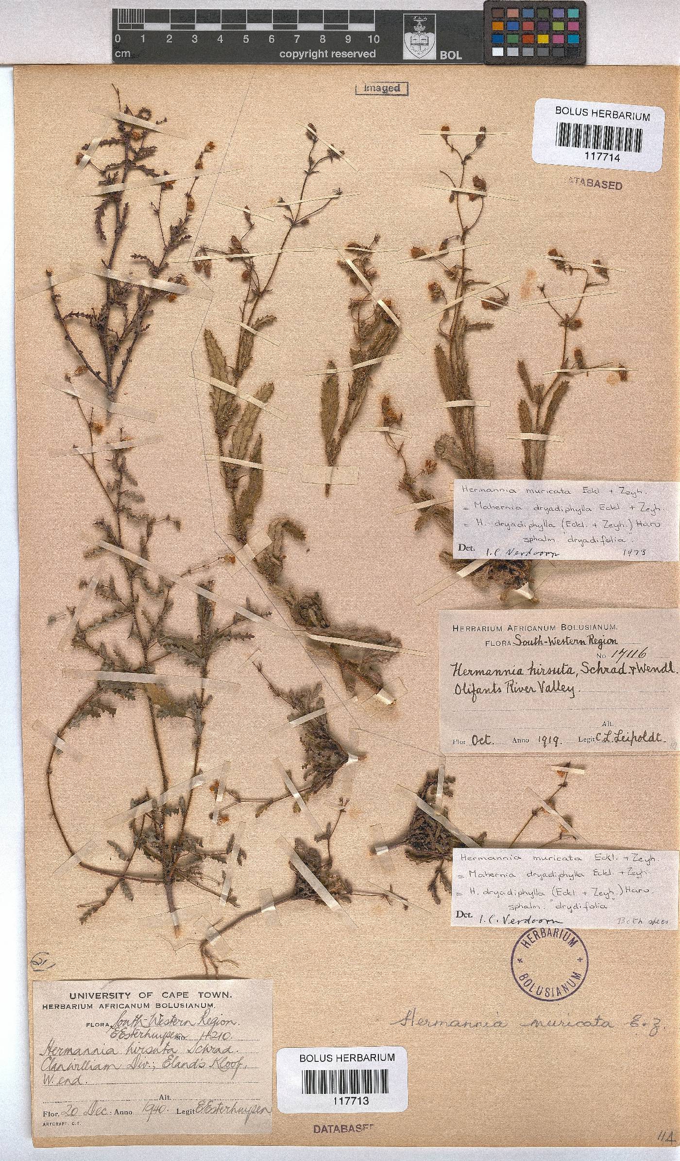Hermannia muricata image