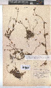 Hermannia muricata image