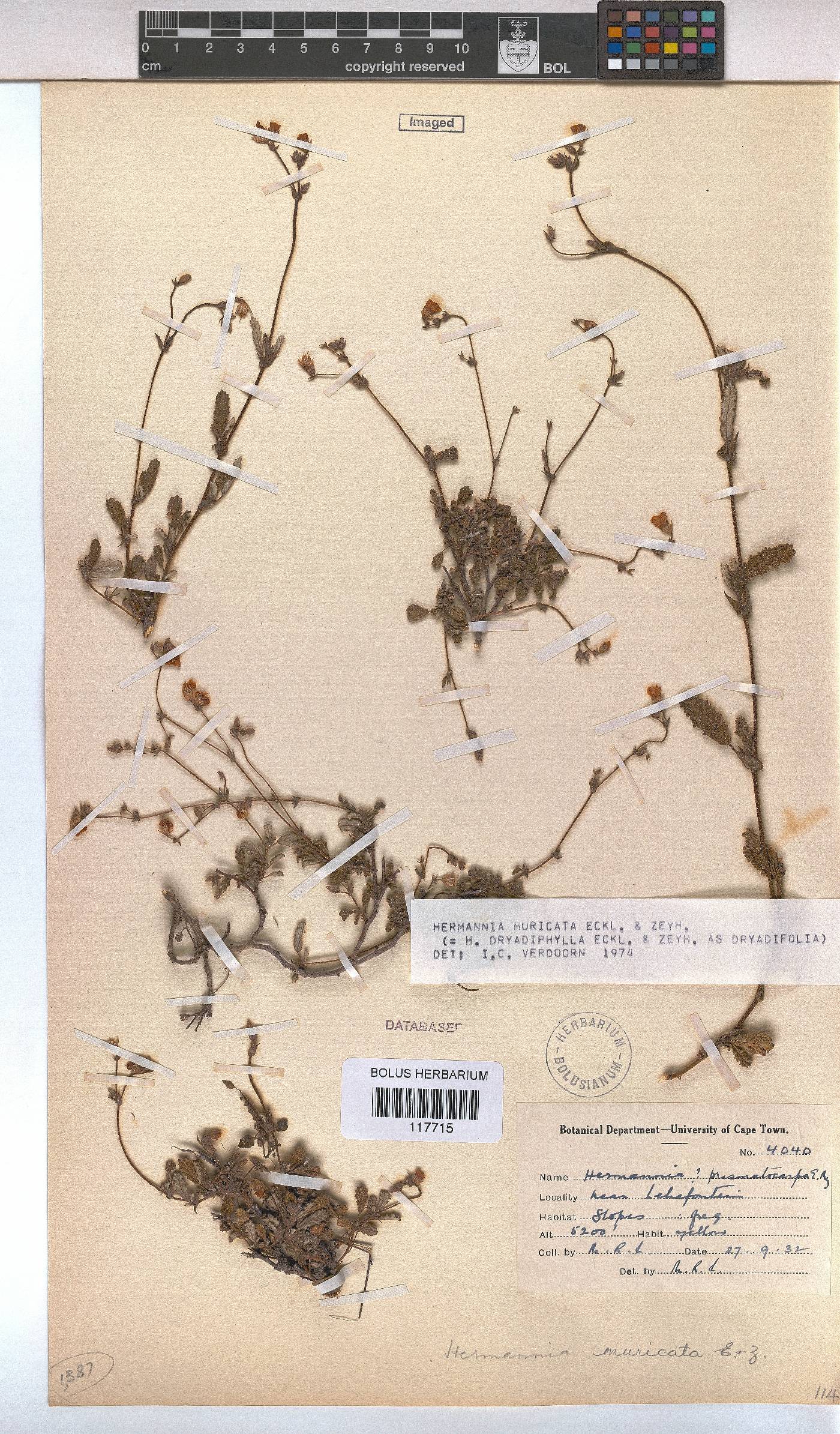 Hermannia muricata image