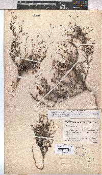 Hermannia muricata image