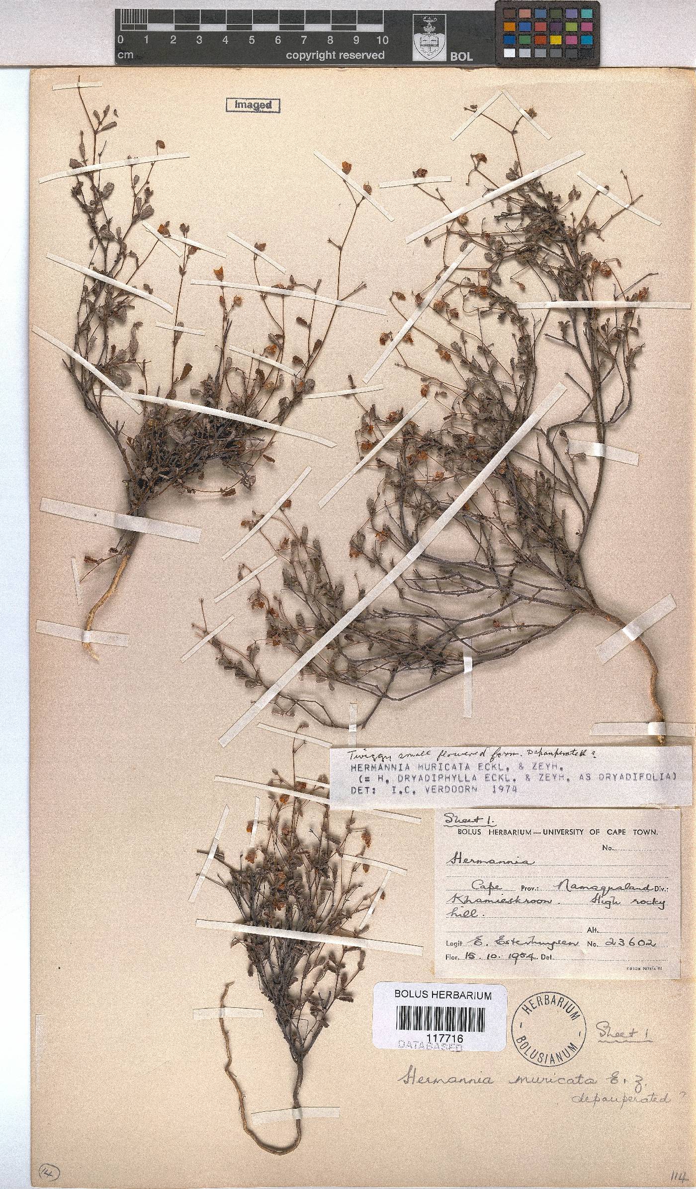 Hermannia muricata image