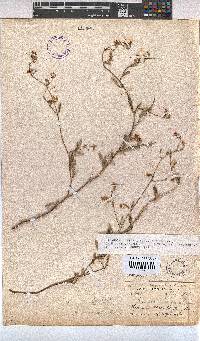 Hermannia muricata image