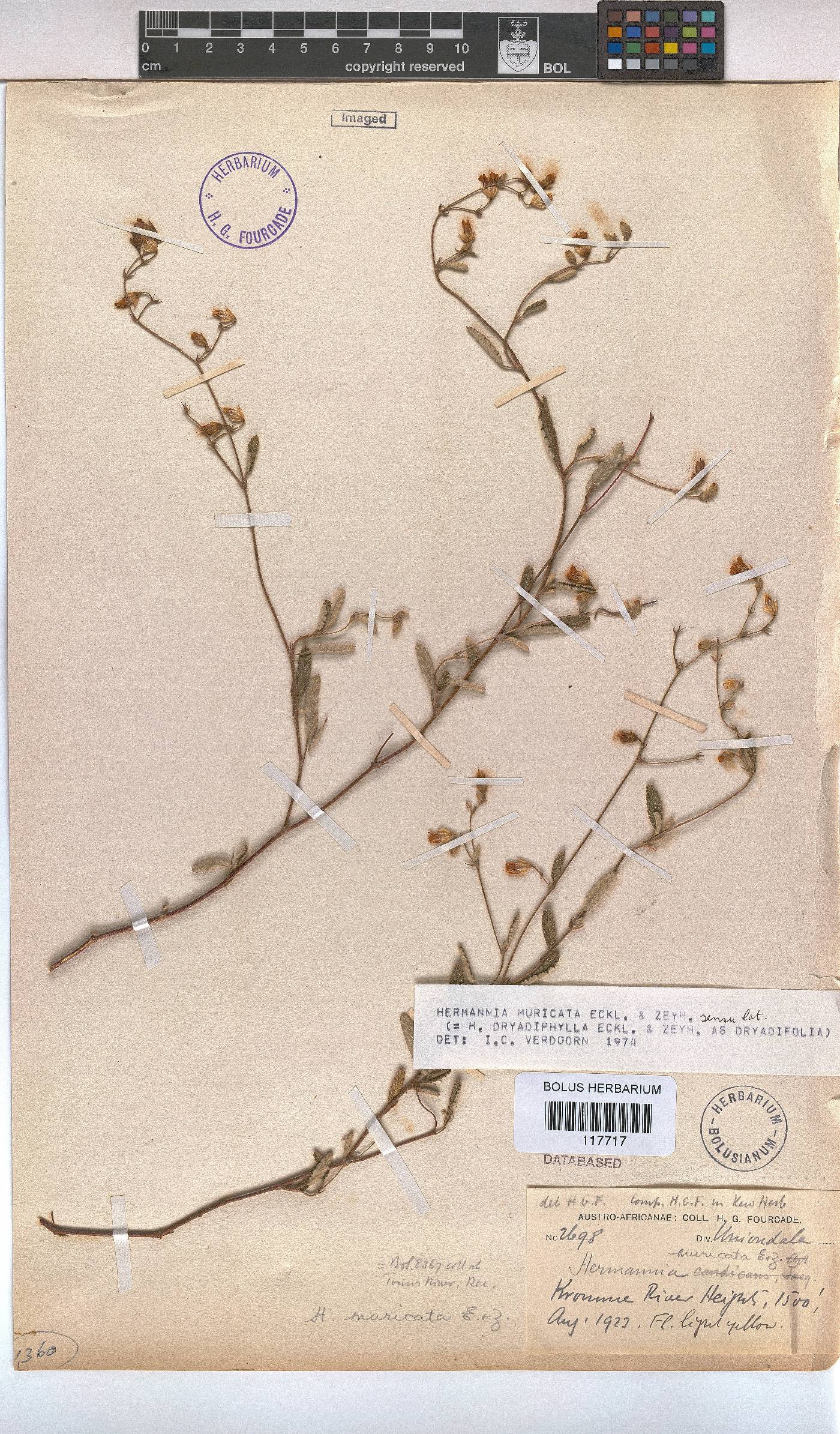 Hermannia muricata image