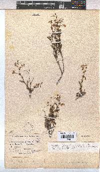 Hermannia muricata image