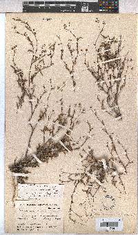 Hermannia muricata image
