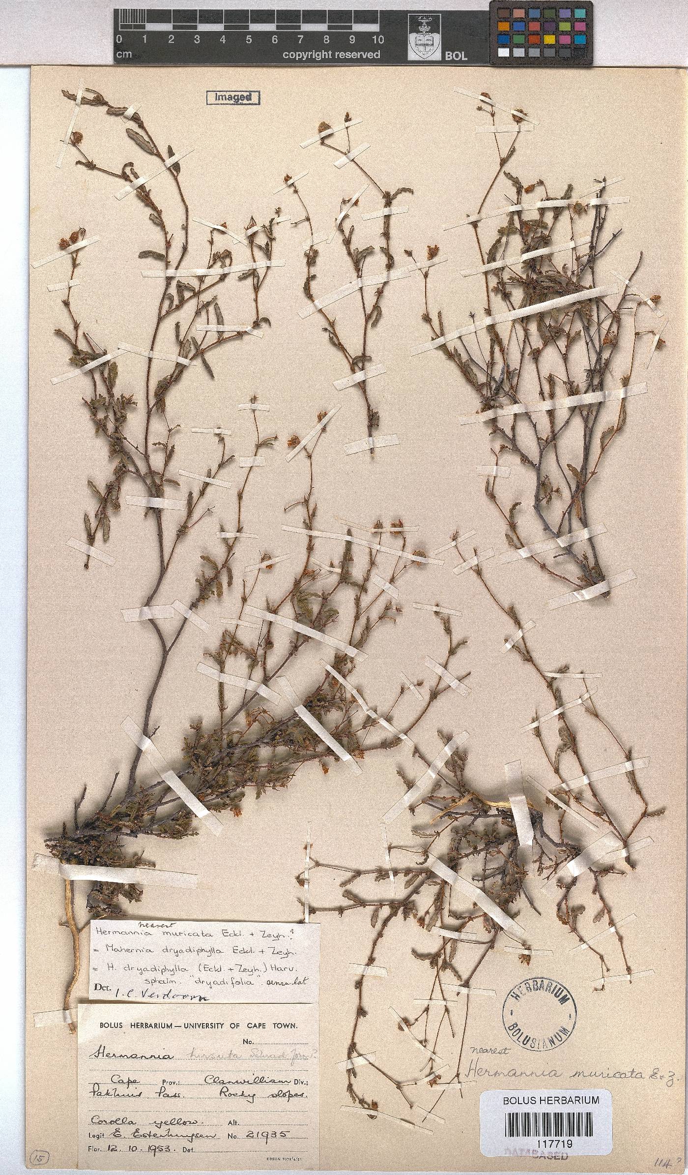 Hermannia muricata image