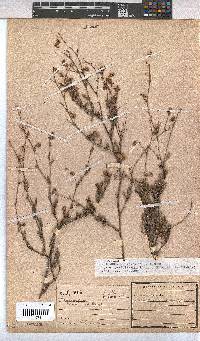 Hermannia muricata image
